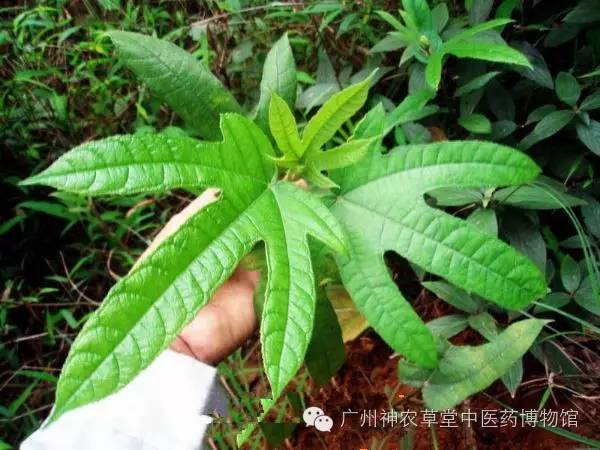 谷雨知时节补脾祛湿效果好吗,雨水时节祛湿健脾