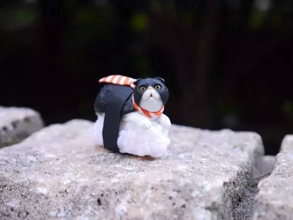 萌物东西推荐,什么萌物好看