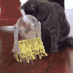 什么萌物好养又干净又便宜,萌物推荐