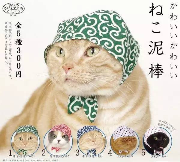 什么萌物好养又干净又便宜,萌物推荐