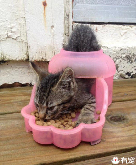 猫咪偷电怎么办 (猫咪偷电)