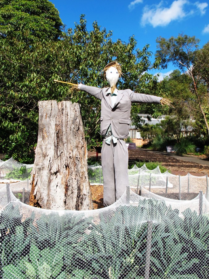 悉尼是啥味道,悉尼盐蚝