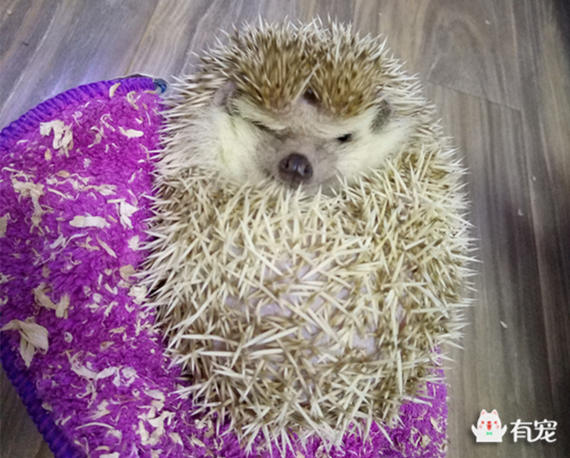 解读非迷小刺的身体语言