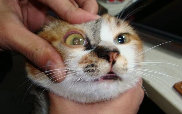 猫咪打喷嚏感冒,猫咪感冒了打喷嚏可以自愈吗