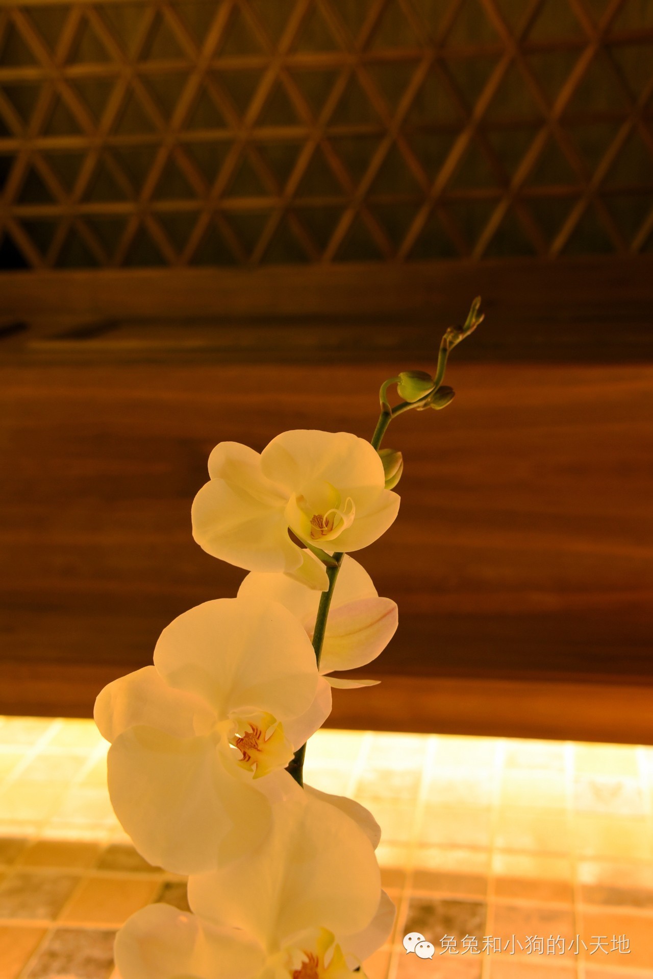 来到巴厘岛的文案,欢迎来到巴厘岛语音