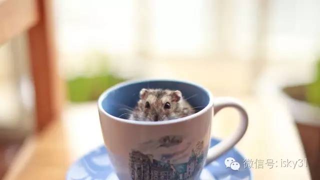 新手该怎么养一只十几天的小仓鼠,怎么养可爱又萌萌哒的小仓鼠