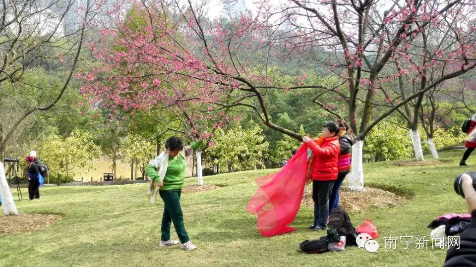 南宁哪里有假樱花,南宁樱花还有吗