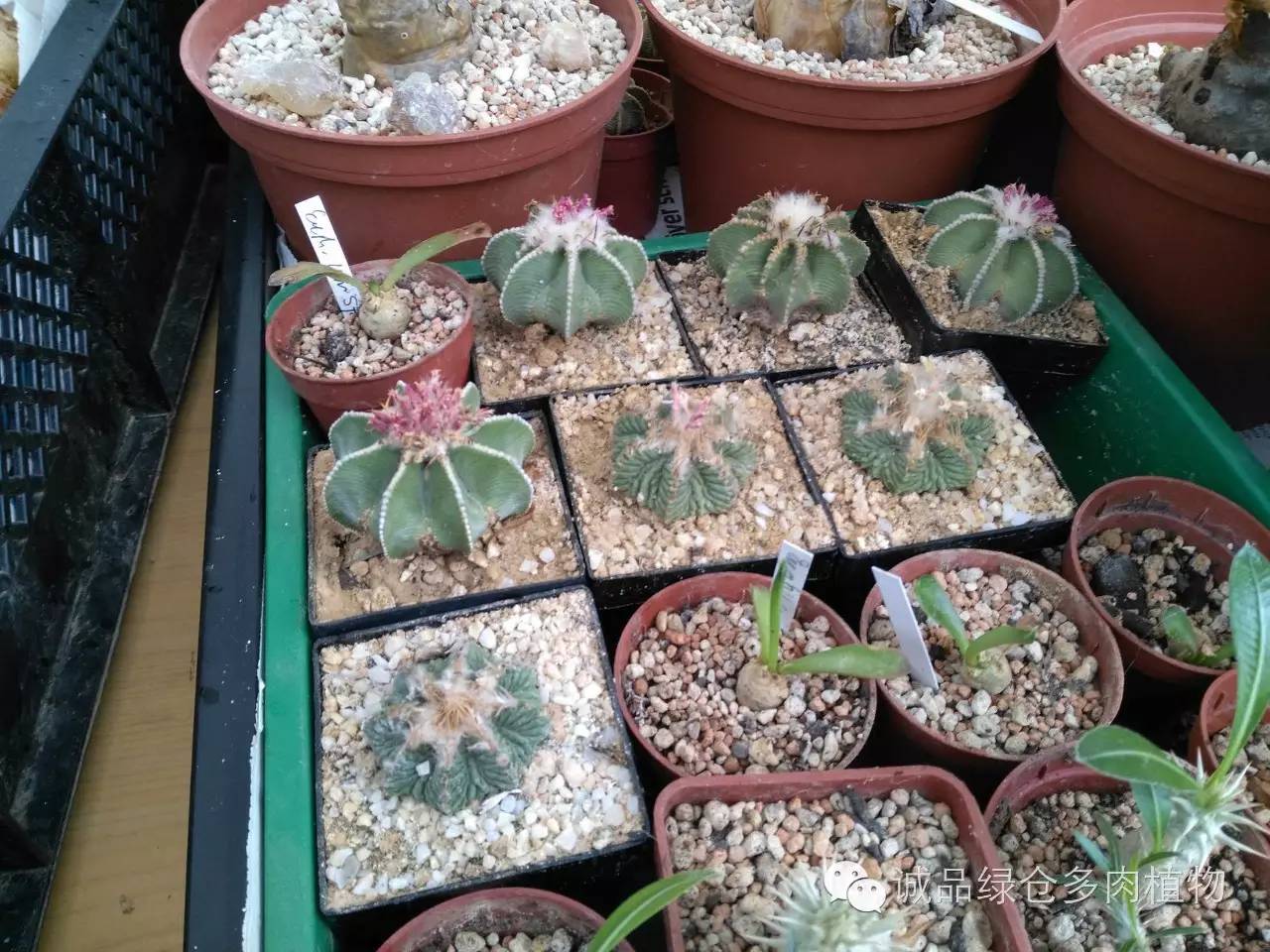 关于逛多肉市场,北方最大的多肉市场