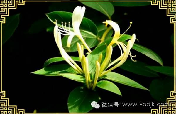 解毒散结的药排名第一,十大解毒药排名