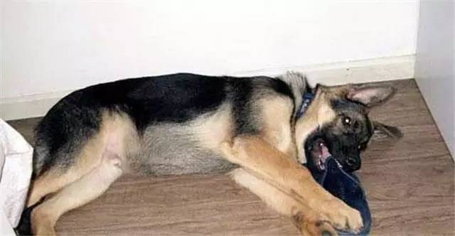 就因为主人买了一双拖鞋回来,这狗就疯了!