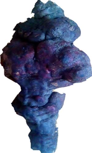 何首乌和地黄可以强心复脉吗,地黄与何首乌