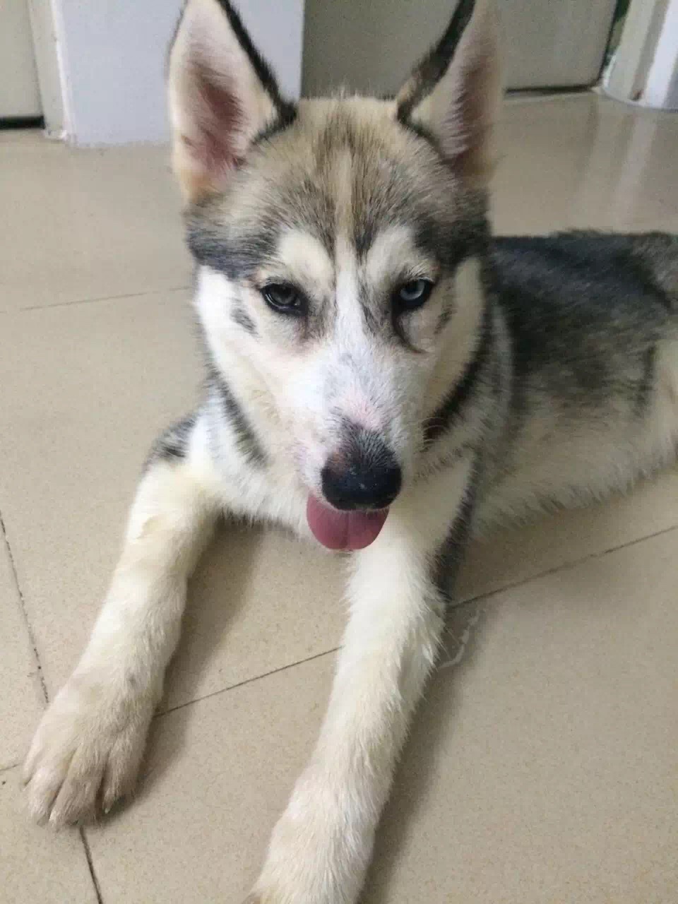 如何避免买狗粮被骗?4招教你辨别好狗粮!