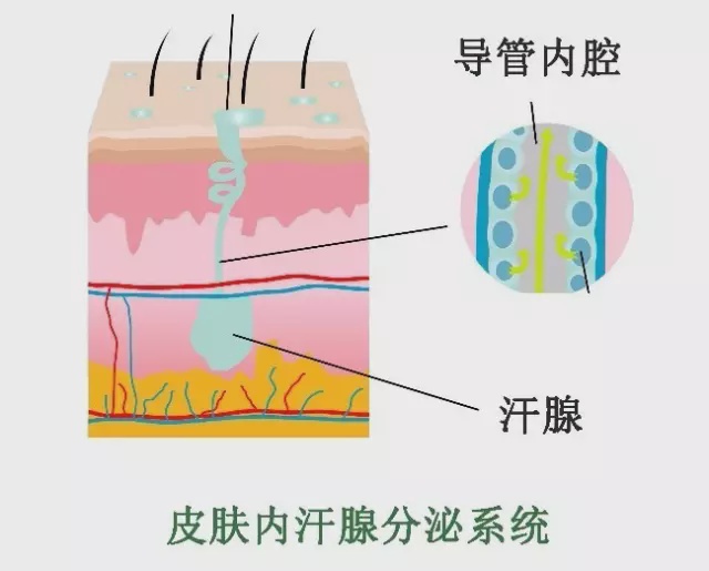 应对痱子的最好方法,痱子有哪几种表现说明得了痱子