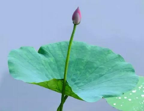 什么叶子能解暑,一种叶子泡水喝可以通便