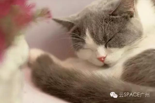 喵星人咖啡厅，治愈你疲惫的心！