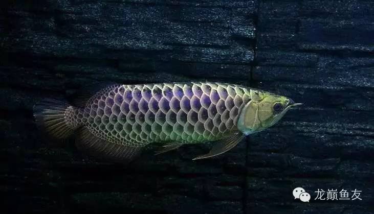 养龙三件事,养龙第七阶段怎么玩