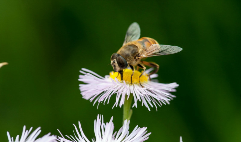 这些真菌蘑菇的用途，也许能给你创富、挣钱的灵感。