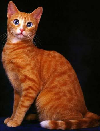 最便宜的宠物猫咪品种图片及价格,哪个品种的猫咪性格最好最温顺