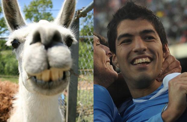 动物也疯狂蚂蚁大战,动物也疯狂双人