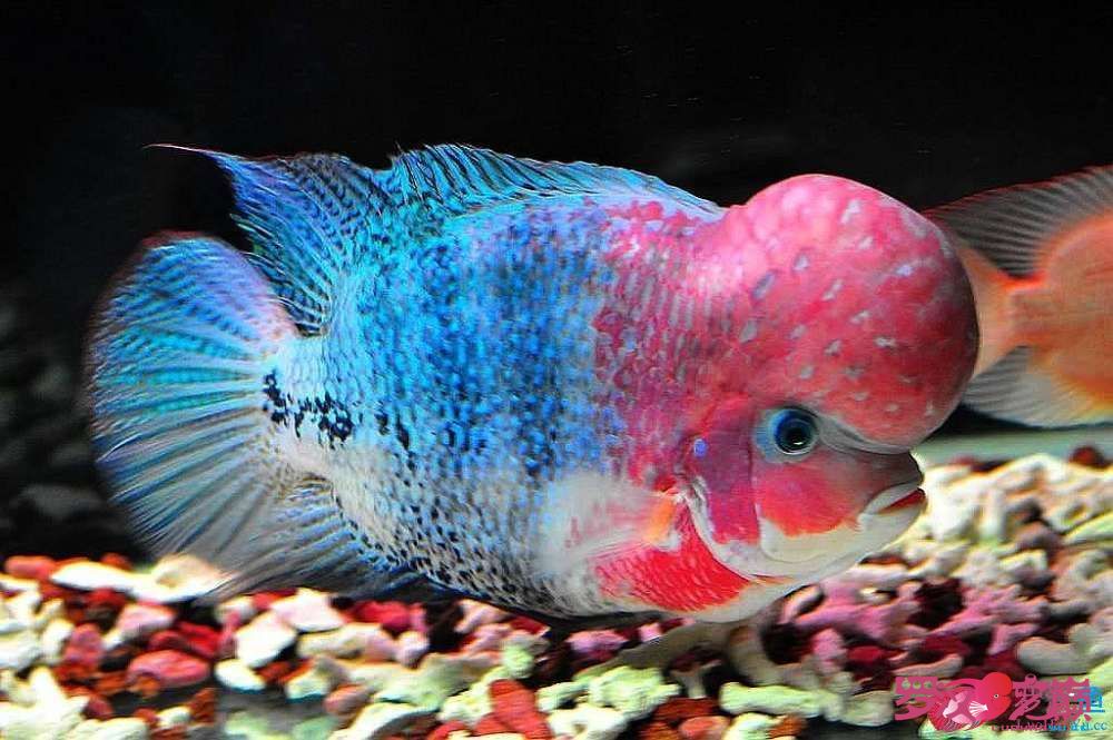 热带淡水观赏鱼饵料配方,蓝鲨银鲨淡水热带观赏鱼