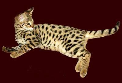 最便宜的宠物猫咪品种图片及价格,哪个品种的猫咪性格最好最温顺