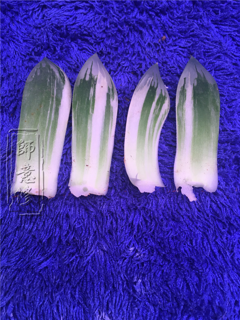 十二卷扦插方法,十二卷叶插教学