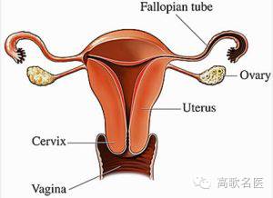 女性切除子宫后还会有更年期吗,子宫切除后会变成男性吗