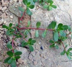 马齿苋和艾叶能一起煮水洗湿疹吗,马齿苋治湿疹的中药配方