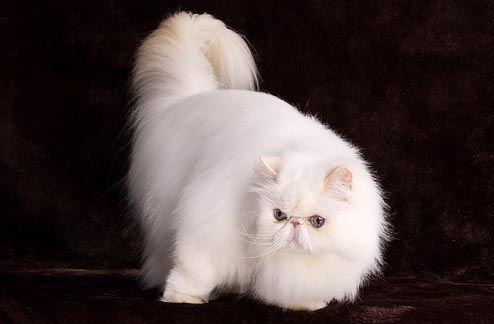 最便宜的宠物猫咪品种图片及价格,哪个品种的猫咪性格最好最温顺