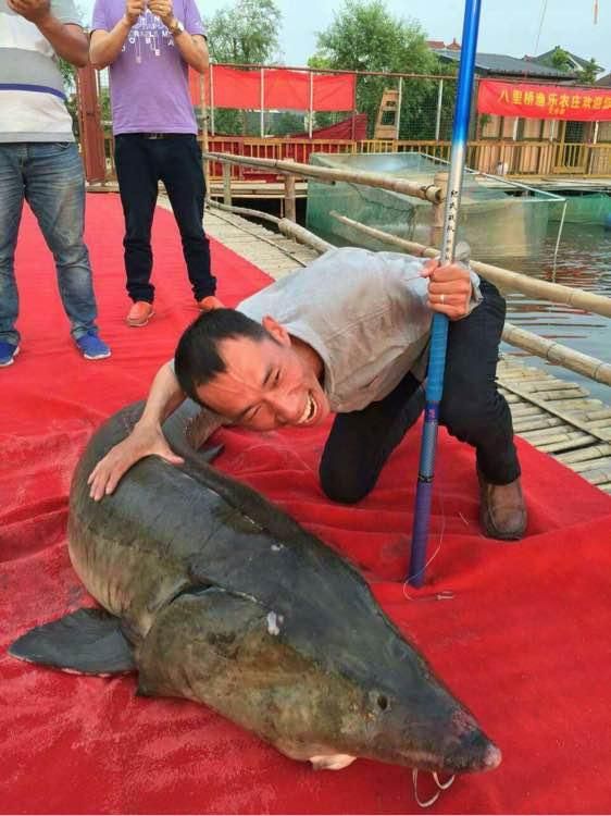 大鱼钓鲟鱼视频,钓鲟鱼视频300斤以上完整版