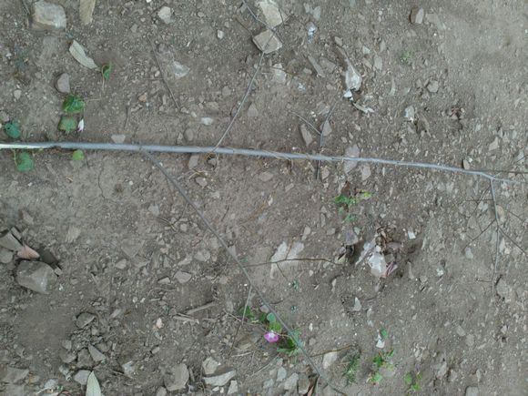 “射鸡”历险记打鸡血然后。