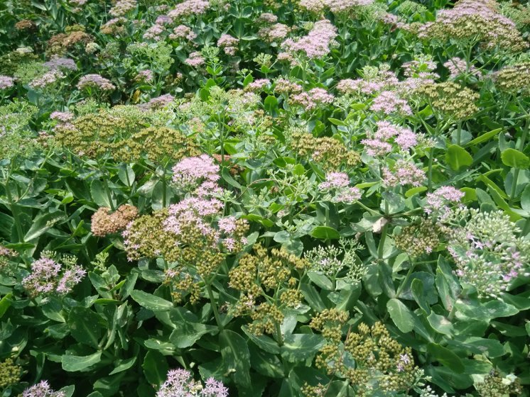 vivox7上手体验,vivox7缺点演示