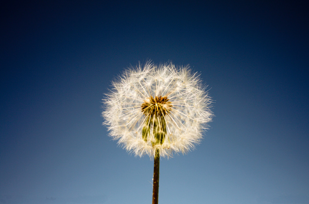 尖锐湿疣诊断、诊疗应避免的误区