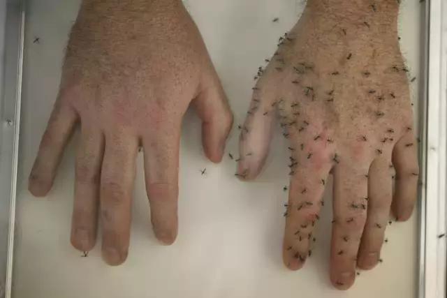 怎么样蚊子才能死,怎样才能干死蚊子