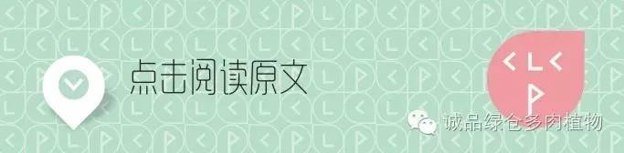 多肉用白石子铺面好吗,养多肉用什么铺面石好