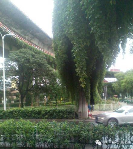 厦门最凉快的景点,厦门岛内适合烧烤的地方