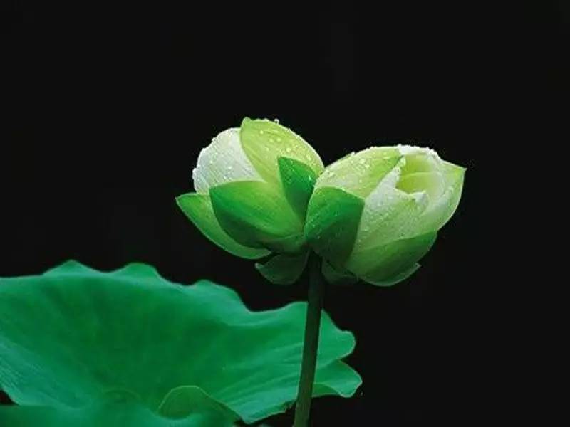 星云大师一生最受用的两句话,星云大师对夫妻的忠告