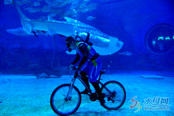 鲸鲨海洋公园,鲸鲨海洋馆表演