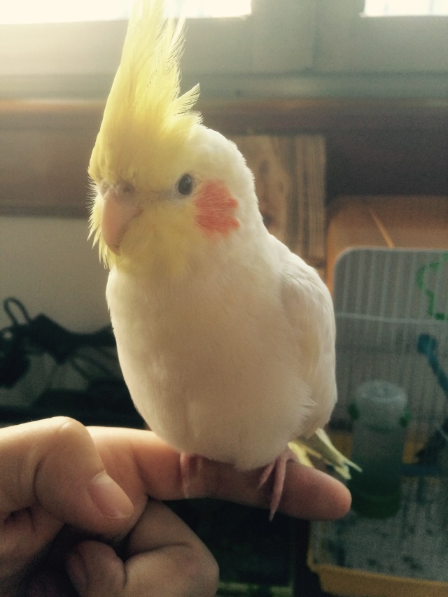 手养鹦鹉突然不吃奶粉是咋回事,虎皮鹦鹉多少天可以拿出来手养