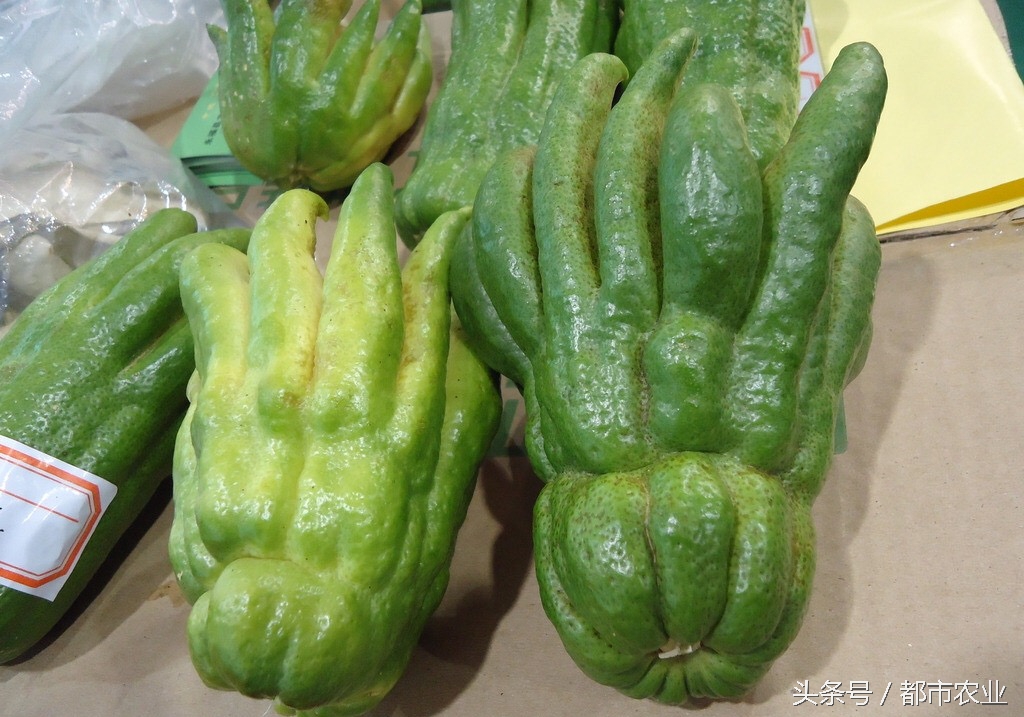 佛祖祝福之瓜——佛手瓜