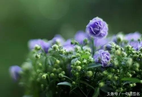 随遇而安淡然生活的句子,随心随性随喜随缘随遇而安的意思