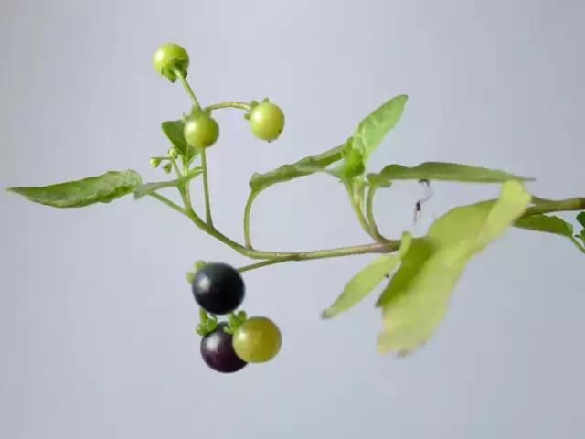 电视剧里“她”是苦情公主,现实生活中“她”却是养生佳品