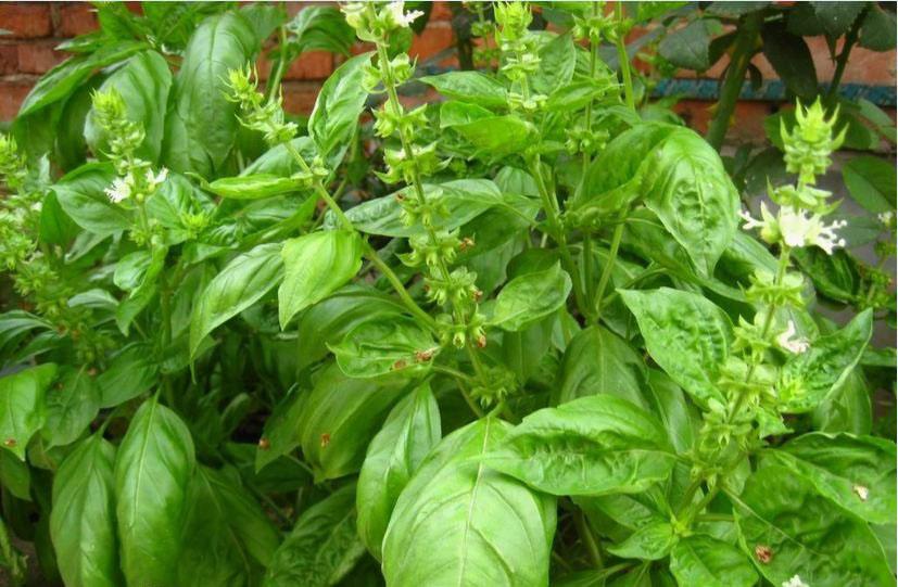 家在住一楼这样防蚊虫，整个夏天都不会被蚊子咬一口！