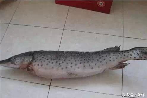 七十二杂鱼名称,三花五罗七十二杂鱼是指东北鱼吗