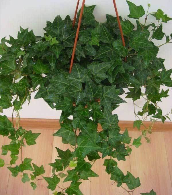 哪种植物去除甲醛最有效果常春藤,常春藤吸附甲醛效果怎么样