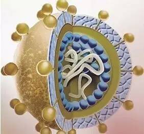 乙肝阳性可以做肾移植吗,乙肝检查阳性可以怀孕吗