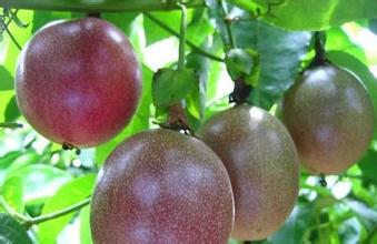 癌症克星芦笋,癌症克星水果一览表