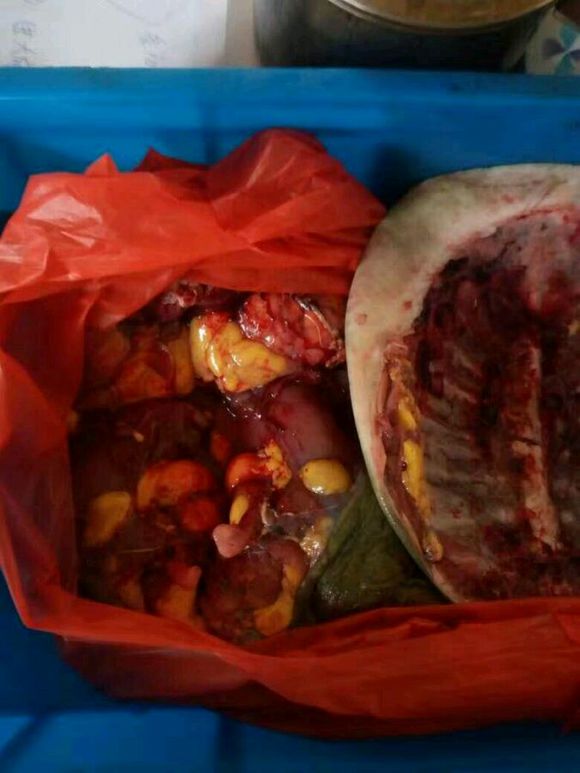 钓了一只大甲鱼跑了,上午钓了一只大甲鱼