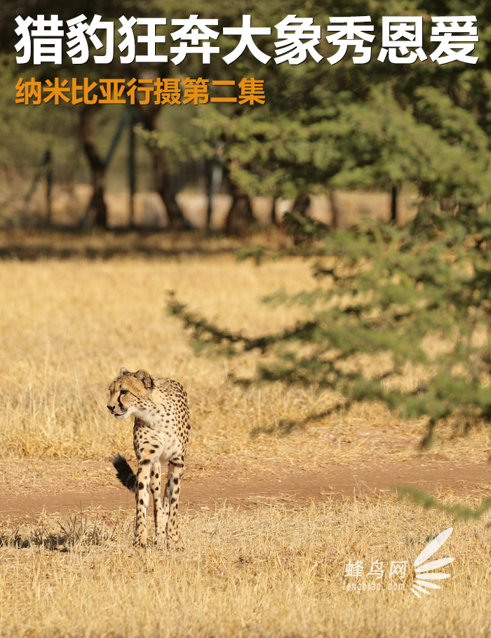 猎豹狂奔与狮子对敌,猎豹奔跑高清震撼视频