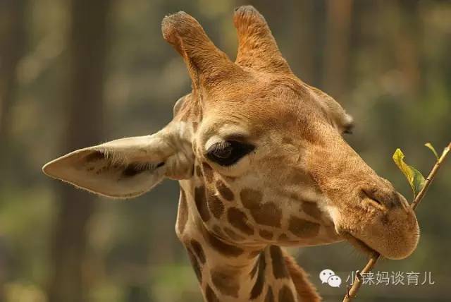 长隆野生动物园攻略亲子游三天,从广州长隆到珠海长隆亲子游攻略